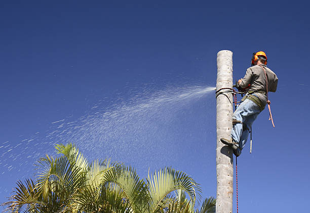 Best Hazardous Tree Removal  in Gleason, TN